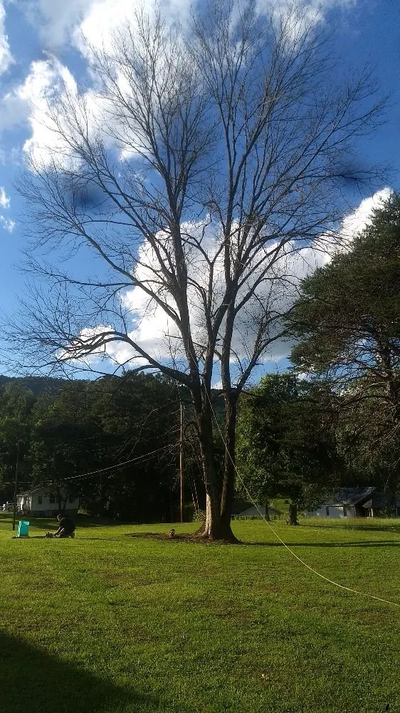 Affordable landscape installation for year-round maintenance in Kingston, TN by Burress & Sons Tree Service & Landscaping