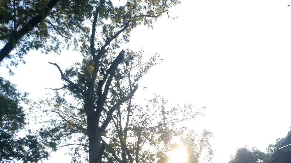 Affordable outdoor landscaping in Kingston, TN by Burress & Sons Tree Service & Landscaping