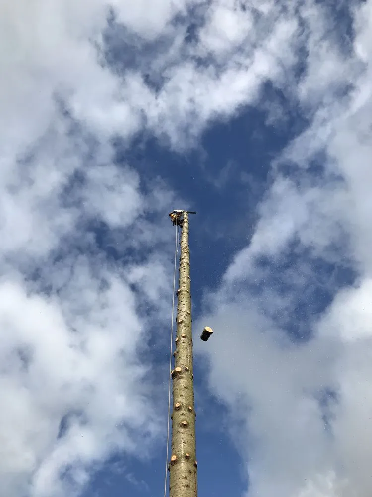 Reliable yard maintenance in Marysville, WA - Burson Land & Tree