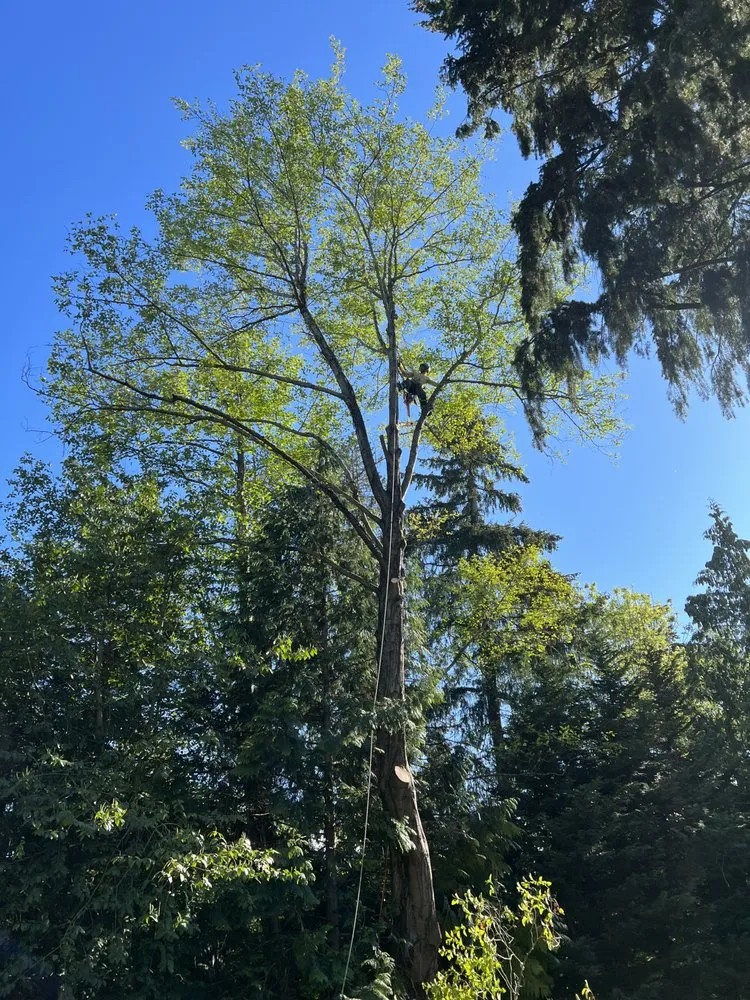 Expert outdoor landscaping experts serving Marysville, WA - Burson Land & Tree