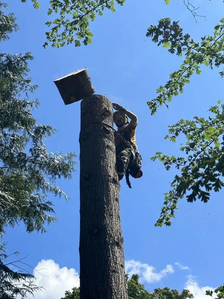 Top-rated yard cleanup service in Marysville, WA - Burson Land & Tree