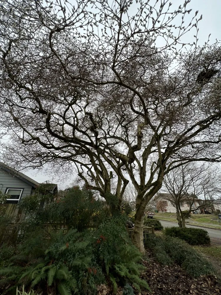 Custom landscape installation experts serving Marysville, WA - Burson Land & Tree