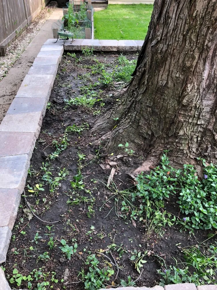 Reliable yard cleanup service near you in Evanston, IL by Busch Landscape inc