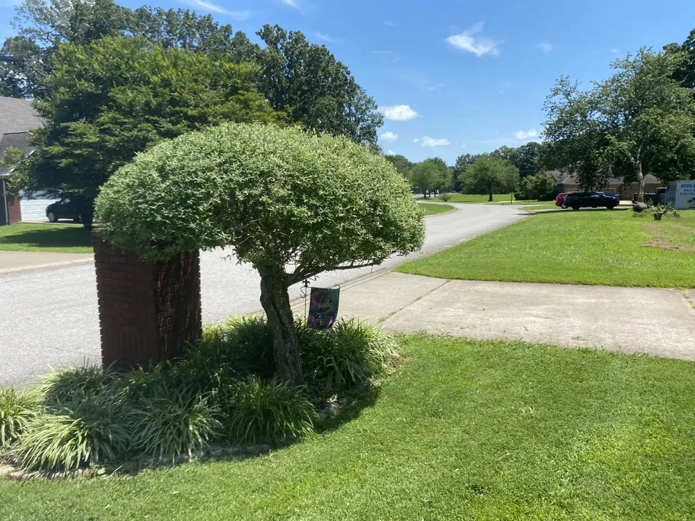 Expert landscaping services in Murray, KY - Bush Buddies