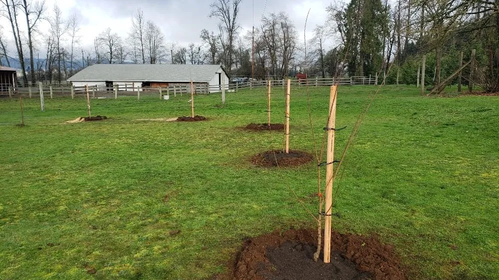 Trusted yard cleanup service for residential properties in Eugene, OR by Bush Doctor Lawn and Garden