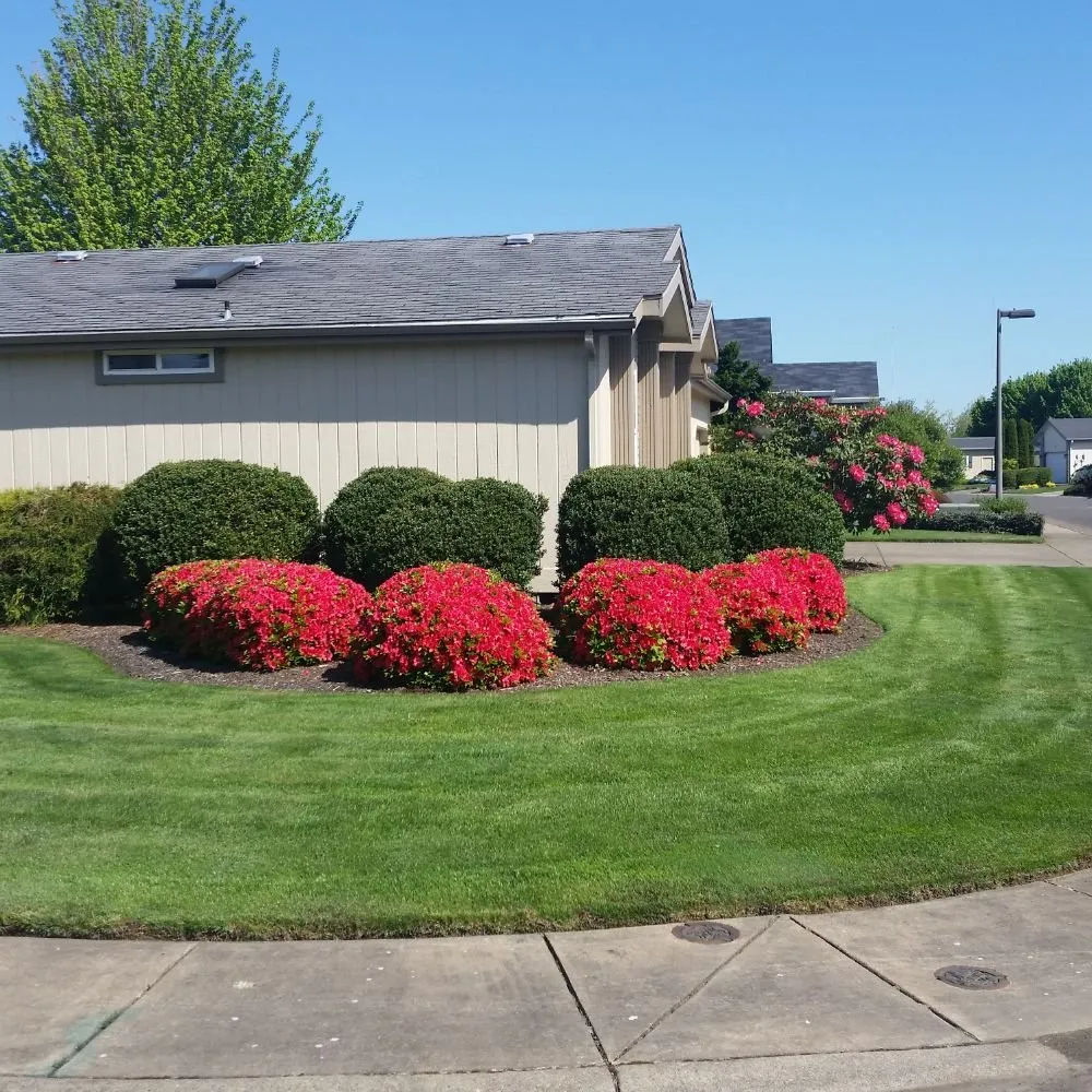 Reliable yard cleanup service for outdoor upgrades across Eugene, OR - Bush Doctor Lawn and Garden