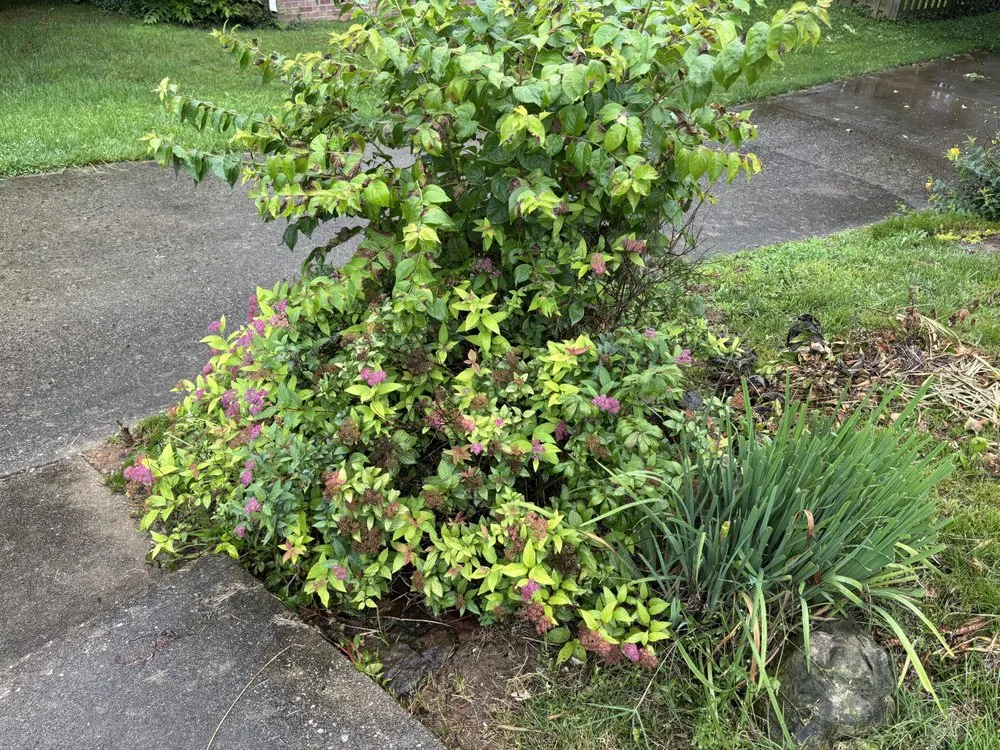 Custom landscape installation for residential properties across Georgetown, KY - Bush Landscaping & Design