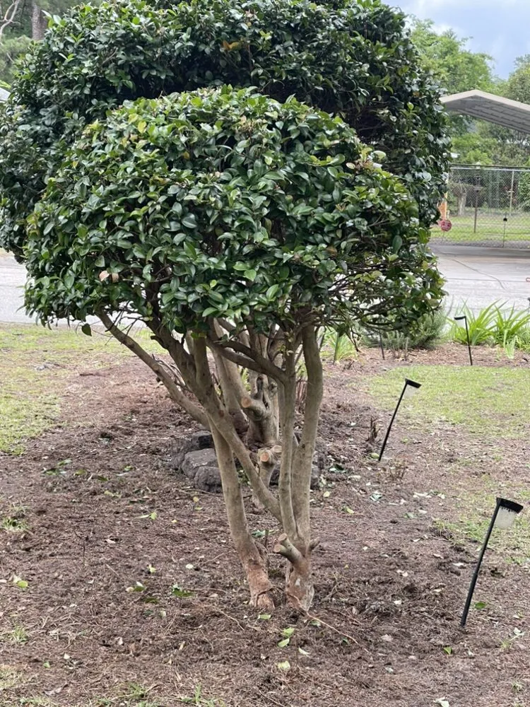 Affordable landscaping services in Lumberton, NC by Bush Masters Lawncare And Service