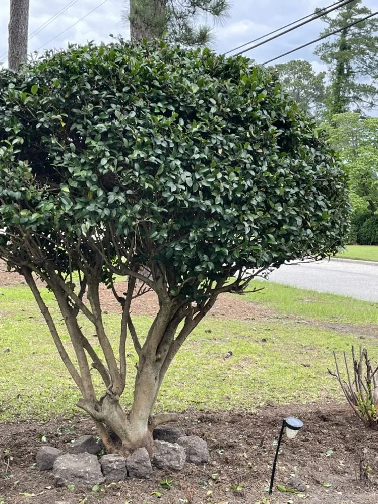 Affordable garden landscaping for outdoor upgrades in Lumberton, NC by Bush Masters Lawncare And Service