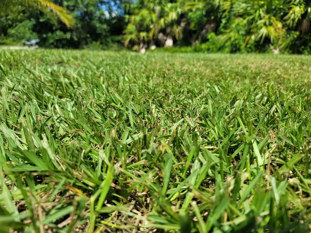 Local landscape design experts serving Englewood, FL - Bushey Lawn Care