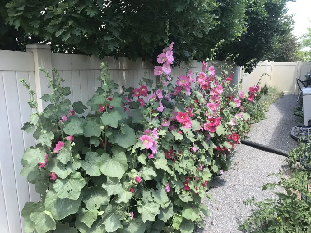 Reliable yard cleanup service in Saratoga Springs, UT - Bushman Landscaping