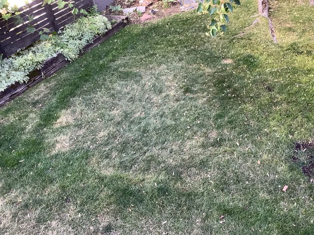 Affordable yard maintenance in Saratoga Springs, UT by Bushman Landscaping