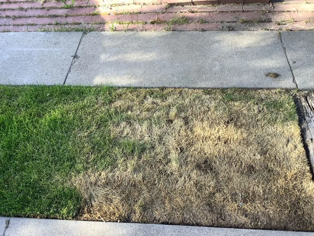 Top-rated yard cleanup service for homes across Saratoga Springs, UT - Bushman Landscaping