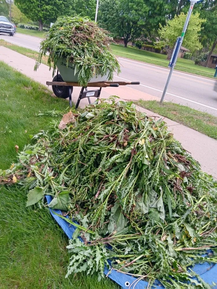 Reliable yard maintenance experts serving Comstock Park, MI - Bushman Works