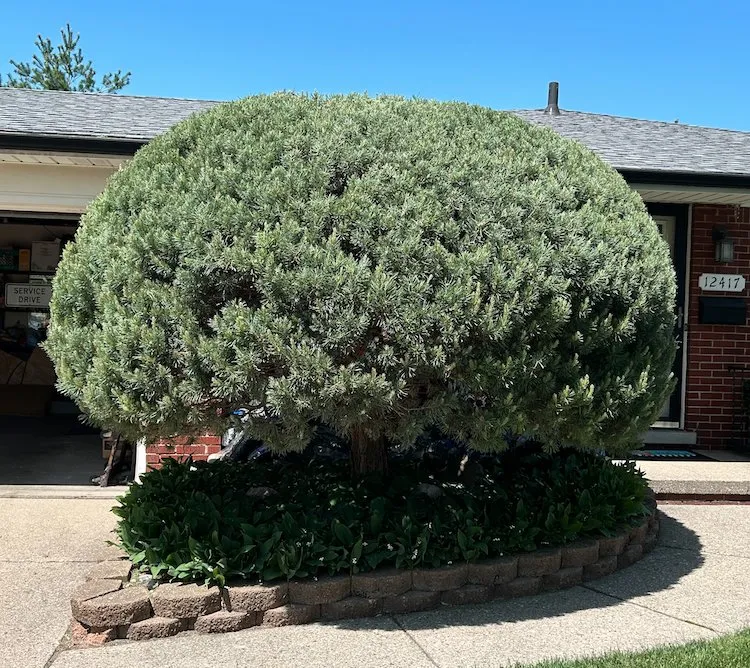 Custom residential landscaping for beautiful yards in Sterling Heights, MI by Bushmaster Team