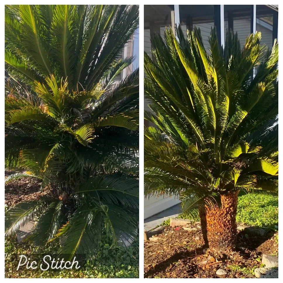 Custom yard maintenance experts serving Myrtle Beach, SC - Bushwackers Landscaping and Home Services