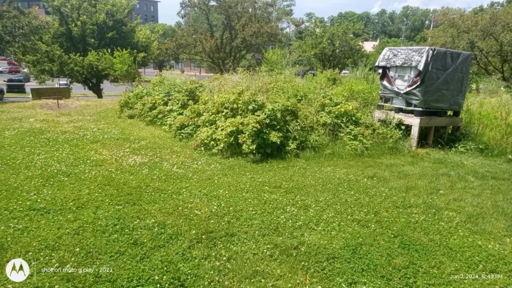 Top-rated yard cleanup service in Schenectady, NY - Bushwackers