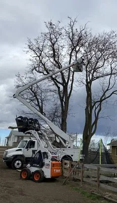 Bushwhackers Tree Care Logo