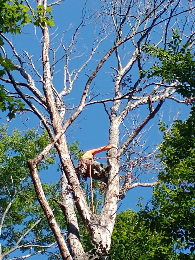 Local landscape installation in Fredericksburg, VA by Bushwhackers Tree Service & Landscaping