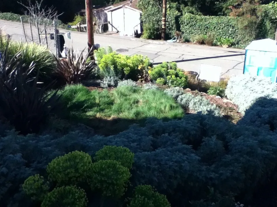 Trusted lawn care service in El Cerrito, CA - Bustani Gardening Services