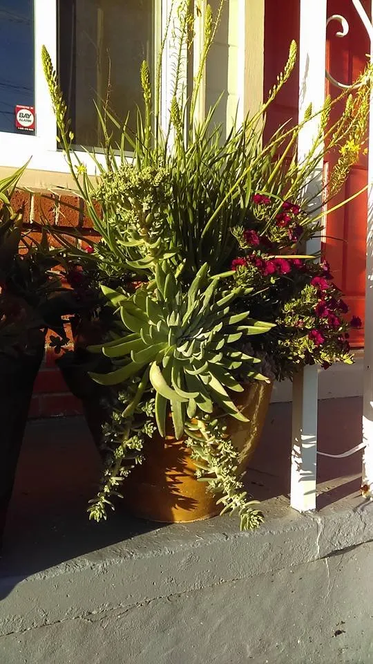 Reliable residential landscaping for residential properties in El Cerrito, CA by Bustani Gardening Services