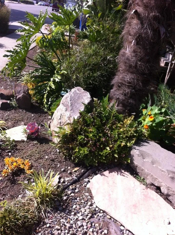 Local residential landscaping in El Cerrito, CA by Bustani Gardening Services