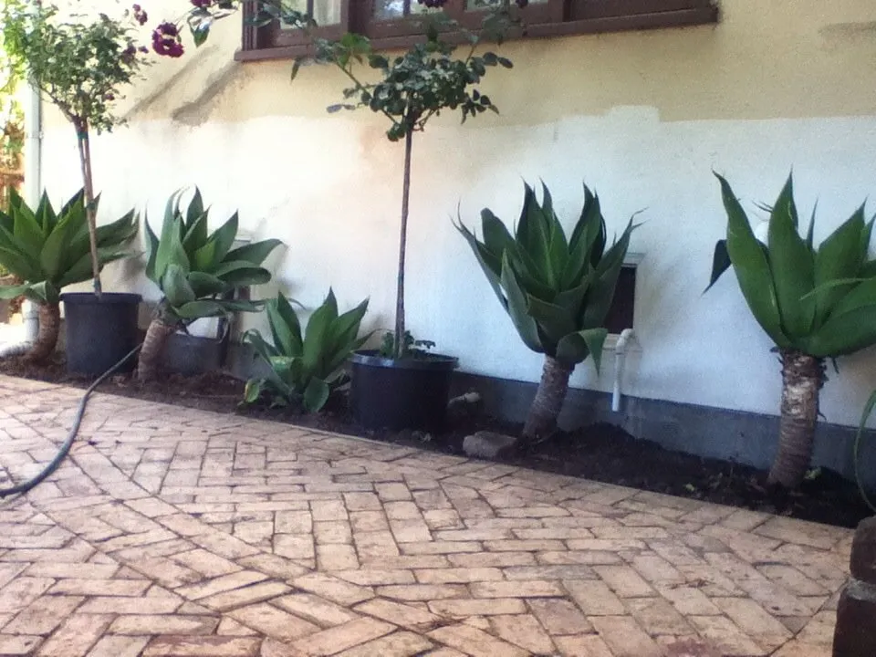 Top-rated residential landscaping with custom design in El Cerrito, CA by Bustani Gardening Services