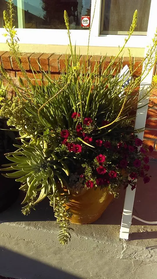 Custom landscape design experts serving El Cerrito, CA - Bustani Gardening Services