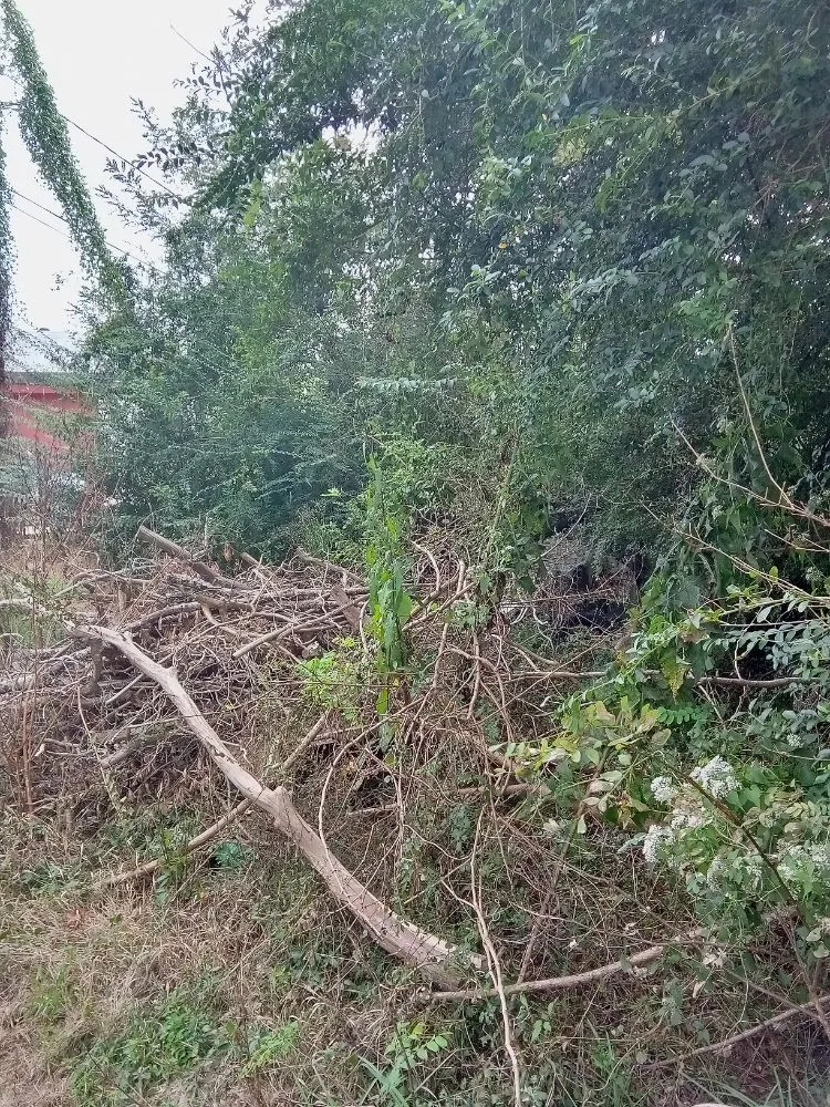 Professional residential landscaping near you in Laurel, MS by Buster's Lawncare & Mower