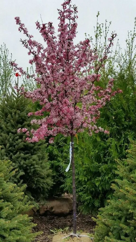 Top-rated lawn care service for year-round maintenance across Fond Du Lac, WI - Busy Acres Nursery Sales & Transplanting