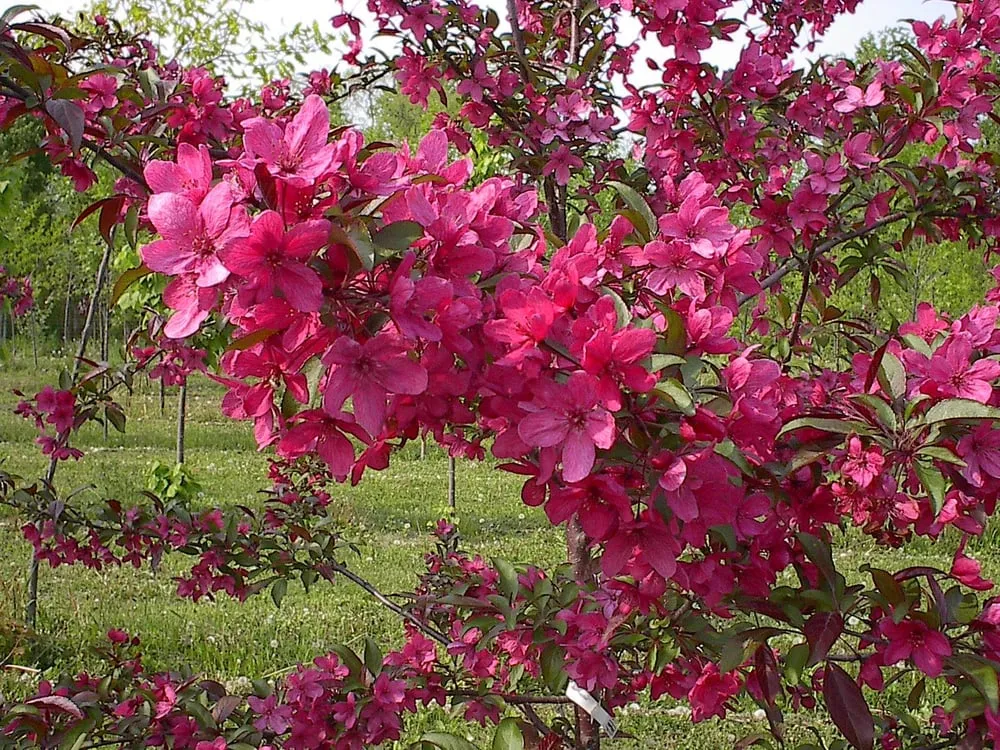 Reliable yard cleanup service for beautiful yards across Fond Du Lac, WI - Busy Acres Nursery Sales & Transplanting