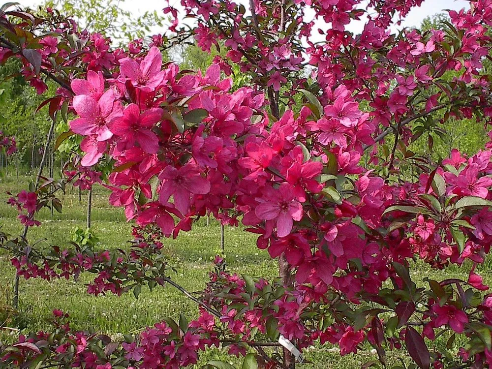 Reliable lawn mowing service for outdoor upgrades across Fond Du Lac, WI - Busy Acres Nursery Sales & Transplanting