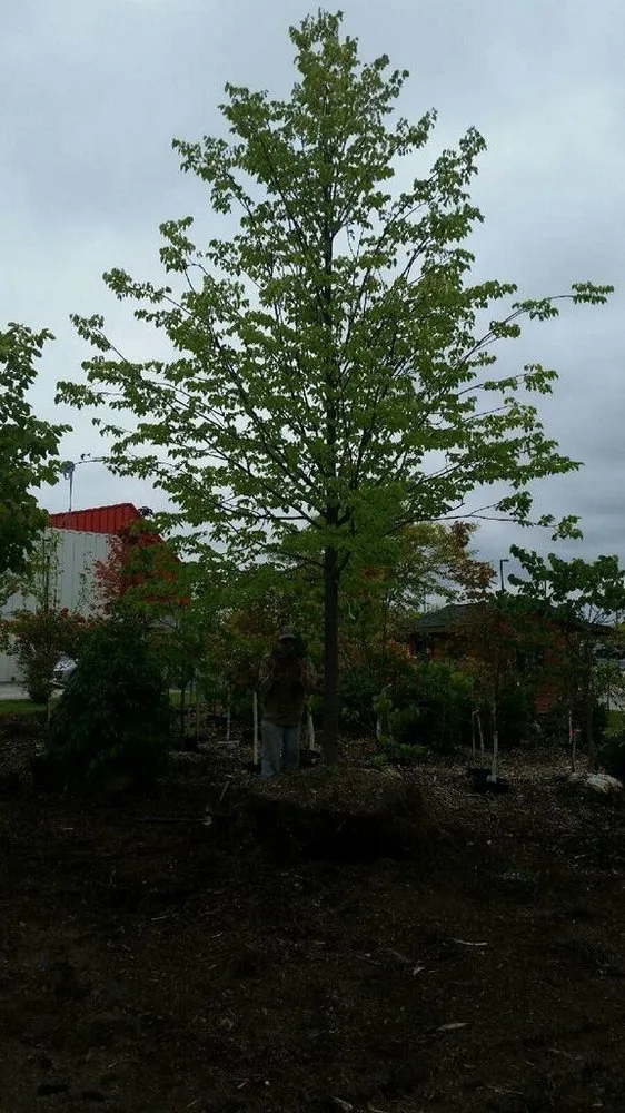 Top-rated landscaping services in Fond Du Lac, WI by Busy Acres Nursery Sales & Transplanting