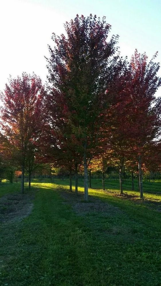 Reliable yard cleanup service experts serving Fond Du Lac, WI - Busy Acres Nursery Sales & Transplanting