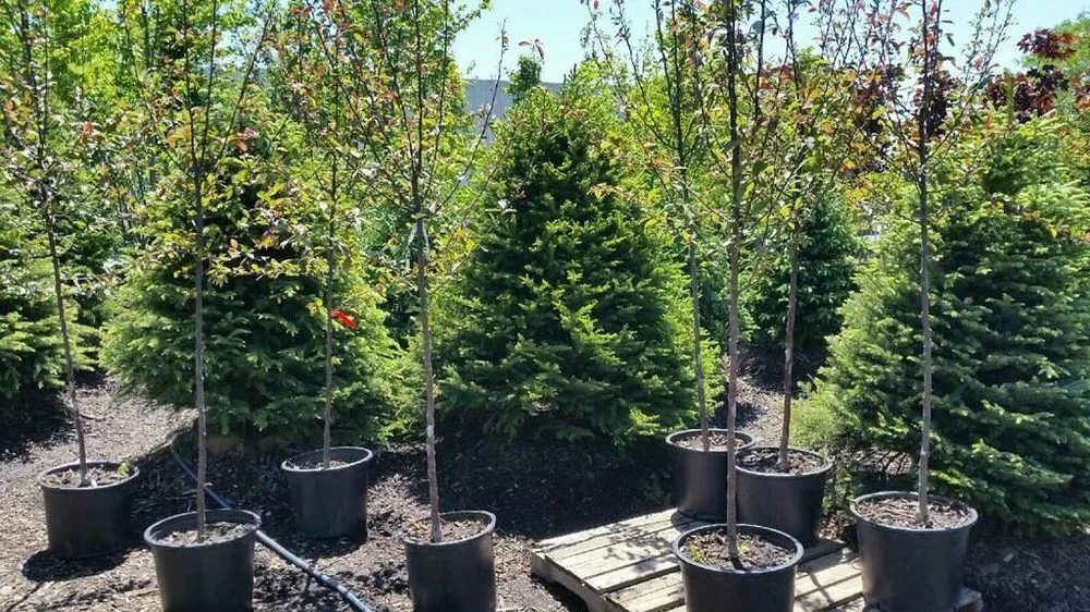 Trusted yard cleanup service for year-round maintenance in Fond Du Lac, WI by Busy Acres Nursery Sales & Transplanting