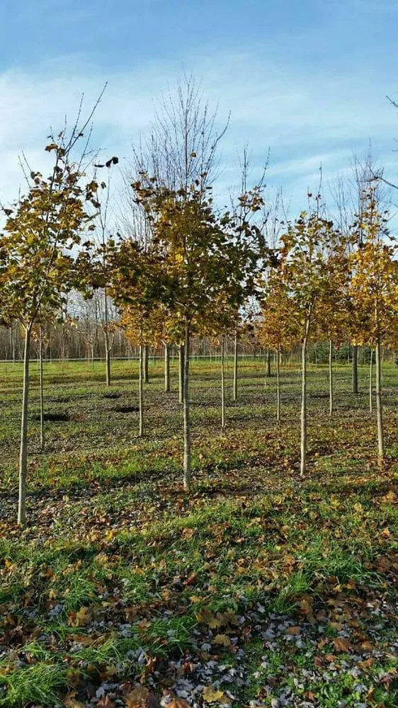 Local landscape design in Fond Du Lac, WI - Busy Acres Nursery Sales & Transplanting