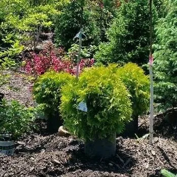 Custom yard maintenance for outdoor upgrades in Fond Du Lac, WI by Busy Acres Nursery Sales & Transplanting