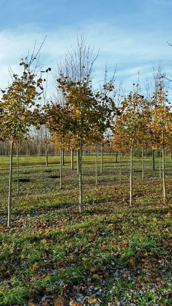 Top-rated lawn mowing service experts serving Fond Du Lac, WI - Busy Acres Nursery Sales & Transplanting