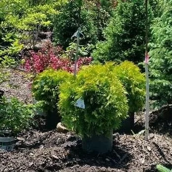 Affordable landscape installation experts serving Fond Du Lac, WI - Busy Acres Nursery Sales & Transplanting