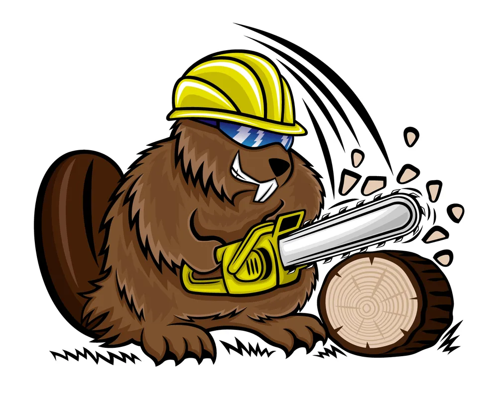 Top-rated yard maintenance experts serving Colorado Springs, CO - Busy Beavers