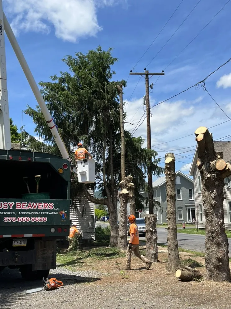 Reliable landscape design for outdoor upgrades across Lock Haven, PA - Busy Beavers