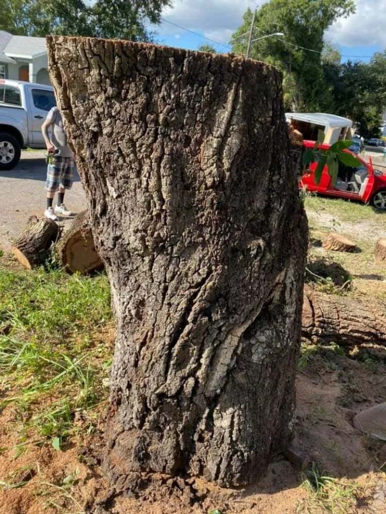 Local lawn care service with custom design in Bradenton, FL by Busy Bee