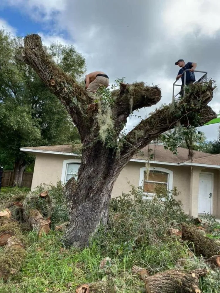 Local landscape installation experts serving Bradenton, FL - Busy Bee