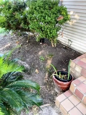 Professional yard cleanup service for residential properties across Houston, TX - Busy Bee Lawn Care Heights