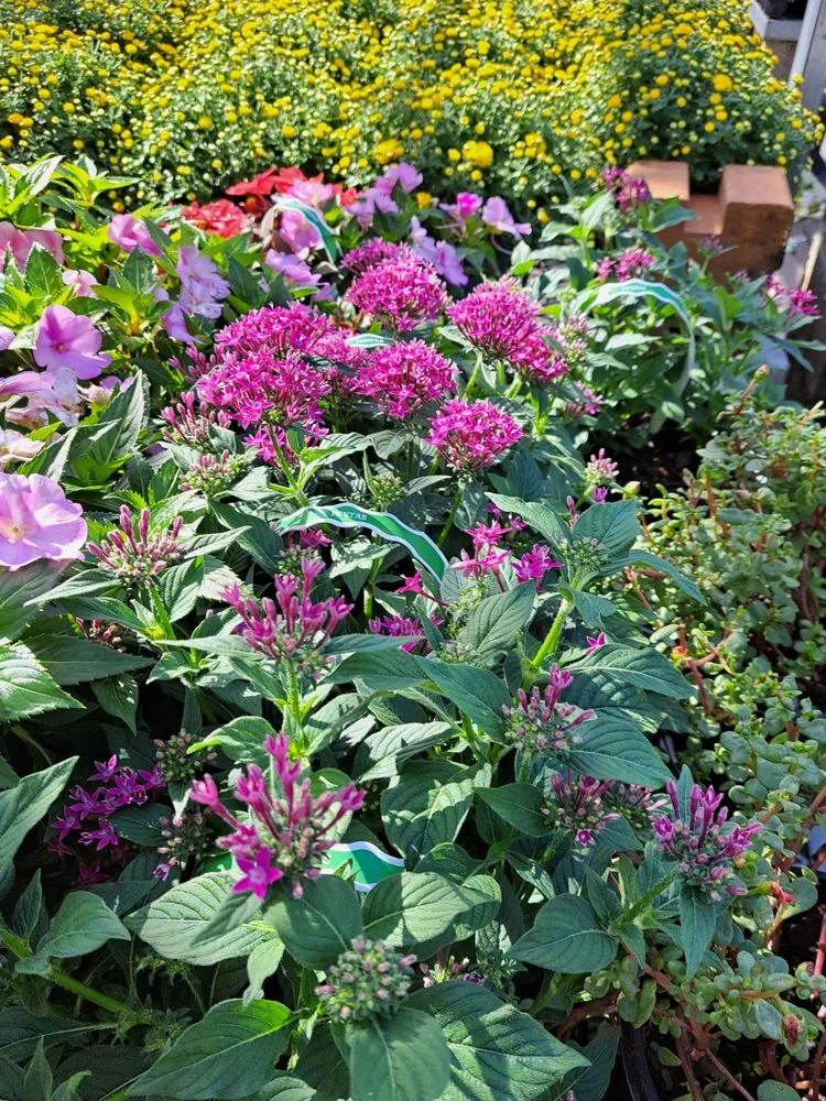 Reliable residential landscaping experts serving Lakeland, FL - Busy Bee Tree