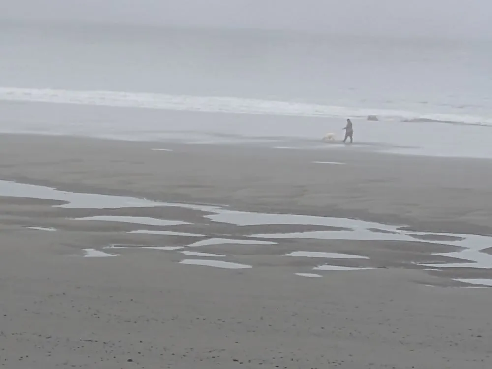 Affordable lawn mowing service near you across Tillamook, OR - Busy Bees, Cleaning Service