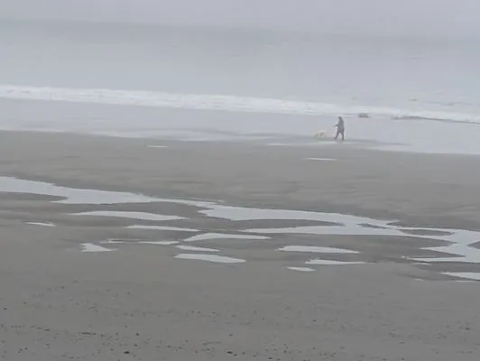 Busy Bees, Cleaning Service