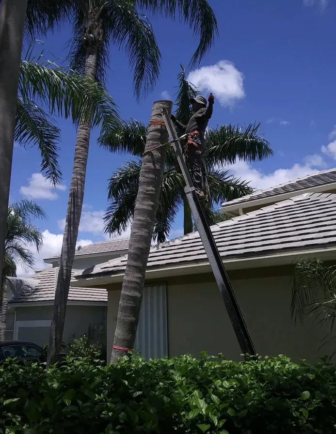 Professional lawn mowing service for homes across Fort Lauderdale, FL - Busy Bees Complete Tree Services and Landscape Design