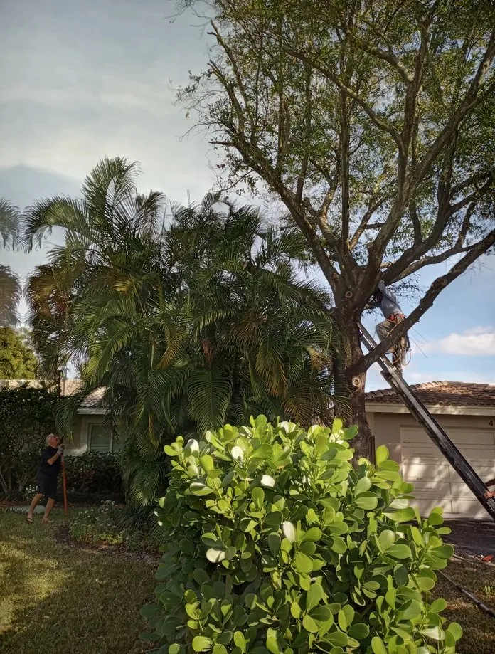 Reliable lawn care service in Fort Lauderdale, FL - Busy Bees Complete Tree Services and Landscape Design