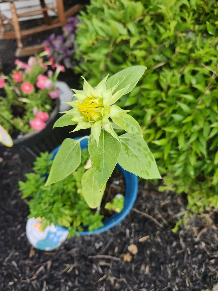 Top-rated residential landscaping in Newark, DE - Busy Bees Landscaping